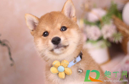 狗狗耳炎怎么引起的(狗狗得耳炎什么症状)