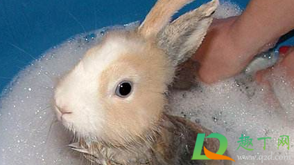 兔子几个月之后可以洗澡(半个月的兔子能洗澡吗)