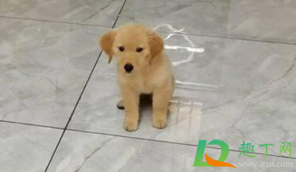 狗狗皮肤病和沐浴露有关系吗(狗狗沐浴露对人有害吗) 狗狗皮肤病和沐浴露有关系吗(狗狗沐浴露对人有害吗)