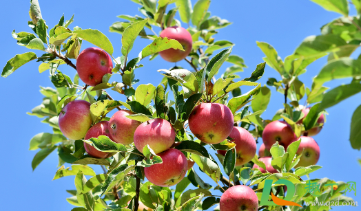 为啥苹果树只长条不开花(苹果树为什么不开花结果) 为啥苹果树只长条不开花(苹果树为什么不开花结果)