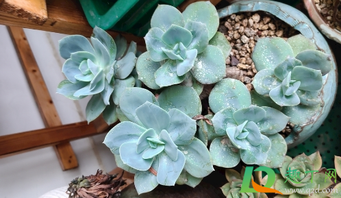 秋季多肉能晒太阳吗(这个季节多肉可以晒太阳吗?)