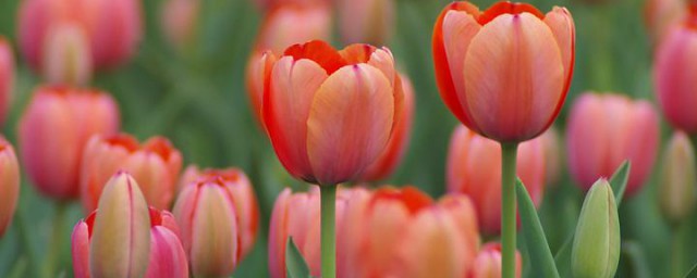 北方室外可以种什么花(北方室外地栽适合养什么花)