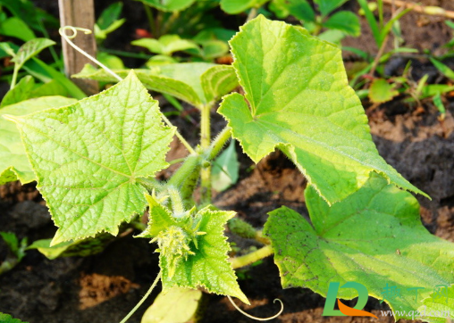 黄瓜为什么不能栽一棵(黄瓜可以种了吗) 黄瓜为什么不能栽一棵(黄瓜可以种了吗)