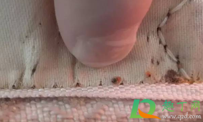 床虫咬了很痒怎么止痒(床上有虫子咬人很痒怎么办怎样消灭)