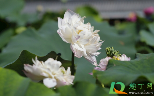 碗莲种子怎么破口(荷花种子怎么开口)