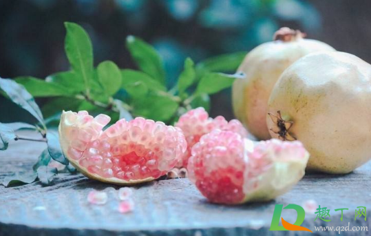 石榴买回来不熟可以催熟吗(番石榴需要催熟吗)