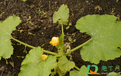 黄瓜苗深栽点好还是浅点好(黄瓜苗种多深) 黄瓜苗深栽点好还是浅点好(黄瓜苗种多深)