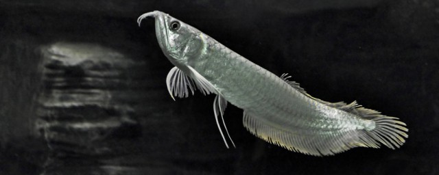 石斑的种类(石斑的常见品种有哪些?)