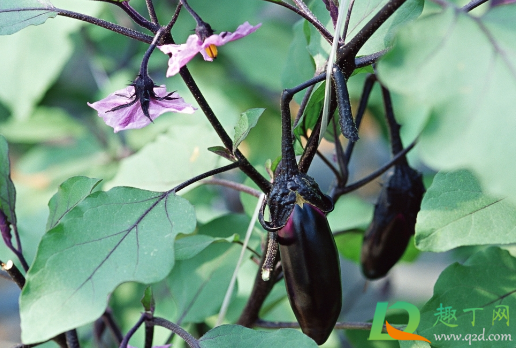 茄子下雨后用浇水吗(茄子何时浇水) 茄子下雨后用浇水吗(茄子何时浇水)
