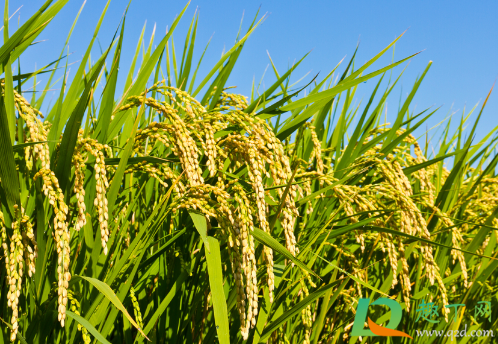 水稻发黄不长怎么回事(移栽水稻发黄不长是什么原因)