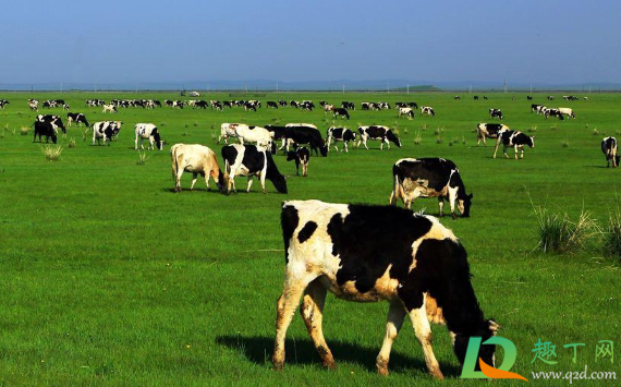 2020年国庆去呼伦贝尔大草原还能看到草吗(国庆去呼伦贝尔大草原好玩吗)