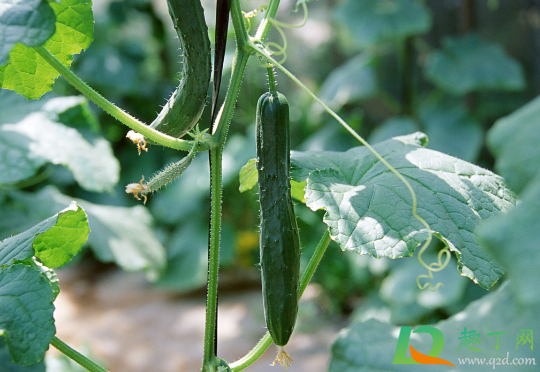 黄瓜苗长出一片真叶能移栽吗(黄瓜苗长几个叶子可以移活)