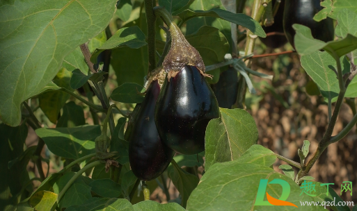 茄子下雨后用浇水吗(茄子何时浇水)