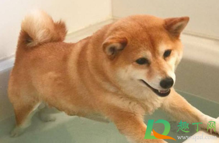 狗狗洗澡不吹干会得皮肤病吗(狗狗吹不干会不会得皮肤病)