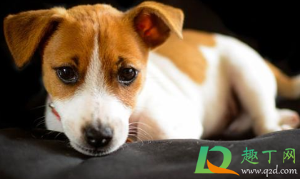 狗狗有皮屑是皮肤病吗(狗狗的毛上有皮屑就是皮肤病吗)