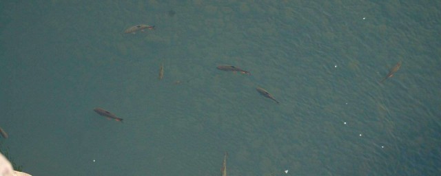 钓不钓上鱼就看它了(为什么钓不上鱼)