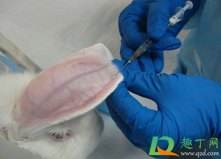 宠物店剪兔耳是真的吗(哪里有可以给兔子剃毛的宠物店啊) 宠物店剪兔耳是真的吗(哪里有可以给兔子剃毛的宠物店啊)