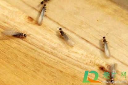 灭害灵多久毒性能散完(灭害灵的药效能持续多久)