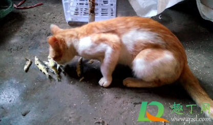 鱼刺卡喉咙自救有妙招不去医院(鱼刺卡喉咙左边自救有妙招)