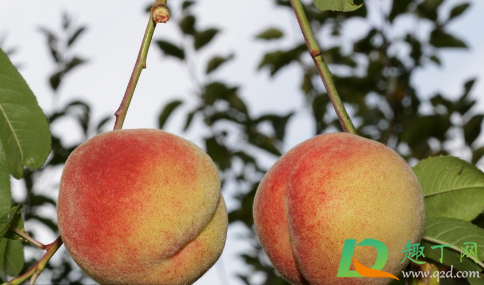 桃子没熟为什么就裂了(桃子没熟就烂了这是一种什么样的病) 桃子没熟为什么就裂了(桃子没熟就烂了这是一种什么样的病)