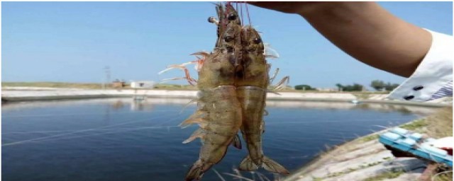石灰撒虾塘虾会死吗(虾塘撒生石灰)