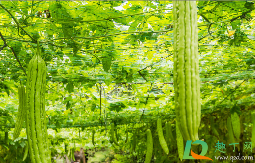 什么肥料苦瓜不能用(苦瓜肥料过多怎么办)