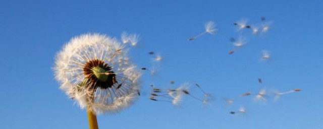 植物怎么传播种子(植物怎么传播种子的方法有哪些二年级)