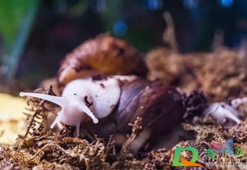 非洲大蜗牛能不能吃(非洲大蜗牛能不能吃掉钢筋拧种)