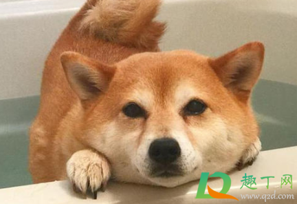 狗狗洗澡不吹干会得皮肤病吗(狗狗吹不干会不会得皮肤病) 狗狗洗澡不吹干会得皮肤病吗(狗狗吹不干会不会得皮肤病)