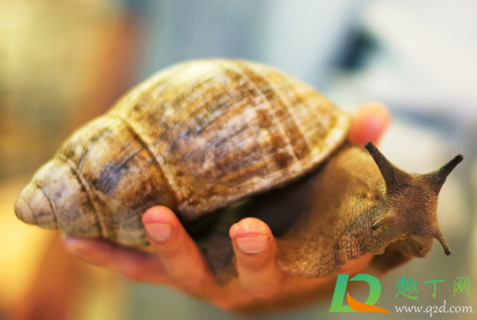 非洲大蜗牛有病毒吗(非洲大蜗牛有没有毒?)