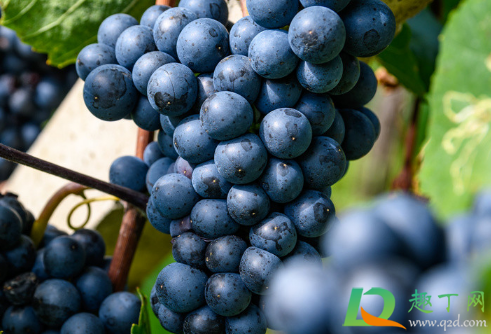葡萄增甜可以喷葡萄糖吗(叶面喷葡萄糖能增甜吗)