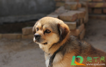 中华田园犬禁养取消了吗(中华田园犬取消禁养的城市有哪些) 中华田园犬禁养取消了吗(中华田园犬取消禁养的城市有哪些)