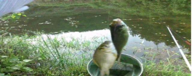 春季钓鲫鱼调漂技巧(初春钓鲫鱼如何调漂)