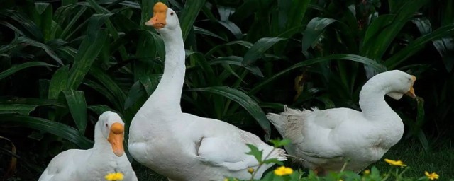 你算对了吗(你是不是算错了)