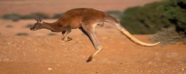 袋鼠的尾巴的作用(袋鼠的尾巴的作用和特点)