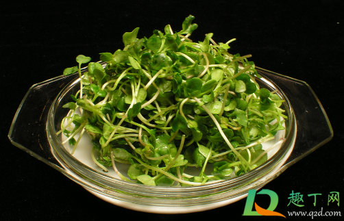 萝卜苗能放在冰箱里保存不(新鲜的萝卜苗吃不完怎么保存)