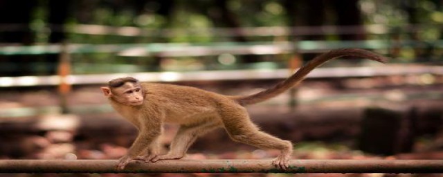 猴子的尾巴的作用(猴子的尾巴的作用是什么意思)