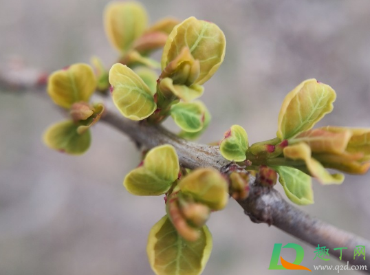 9月份嫁接梨树成活率高不(冬季嫁接梨树能活吗)
