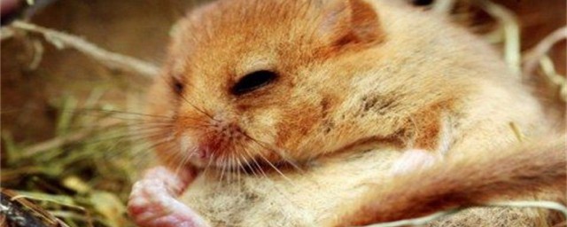 15种冬眠的动物盘点(冬眠的动物有哪些)