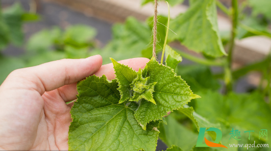 黄瓜底叶什么时候打好(黄瓜底叶黄的快咋回事)