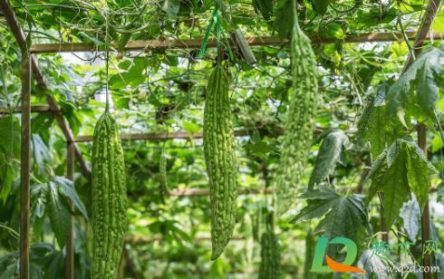 什么肥料苦瓜不能用(苦瓜肥料过多怎么办)