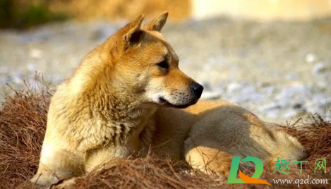 为什么城市不让养土狗(市区能养土狗吗)