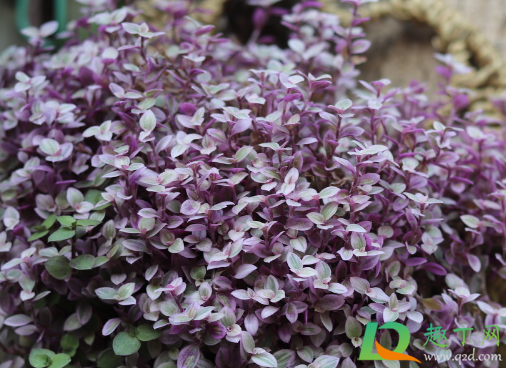 胭脂云多肉好养活吗(胭脂云多肉耐寒吗) 胭脂云多肉好养活吗(胭脂云多肉耐寒吗)