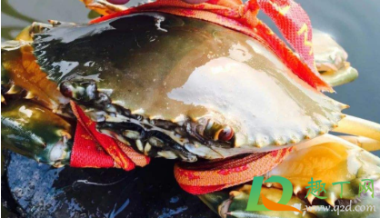 青蟹怎么养能到第二天(青蟹怎样放可以以多活几天) 青蟹怎么养能到第二天(青蟹怎样放可以以多活几天)