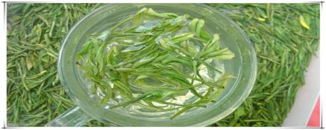 安吉白茶有什么好处(喝安吉白茶有什么好处和坏处)