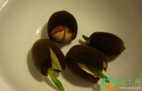 碗莲种子怎么破口(荷花种子怎么开口)