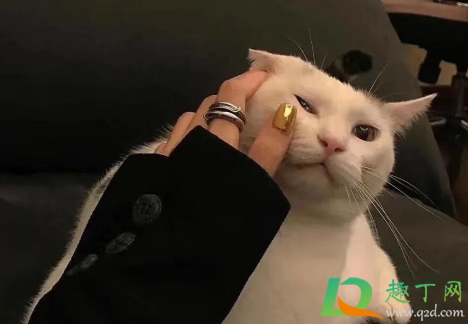 打拳什么梗(练拳什么梗)