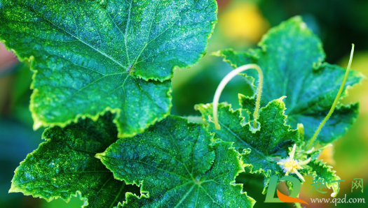 黄瓜底叶什么时候打好(黄瓜底叶黄的快咋回事)