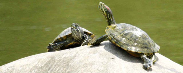 乌龟的喂食方式(乌龟喂食的正确方法)