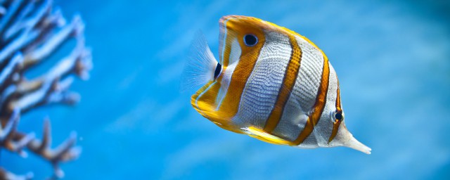 养鱼必备的六个技能(养鱼最关键的技术是什么)